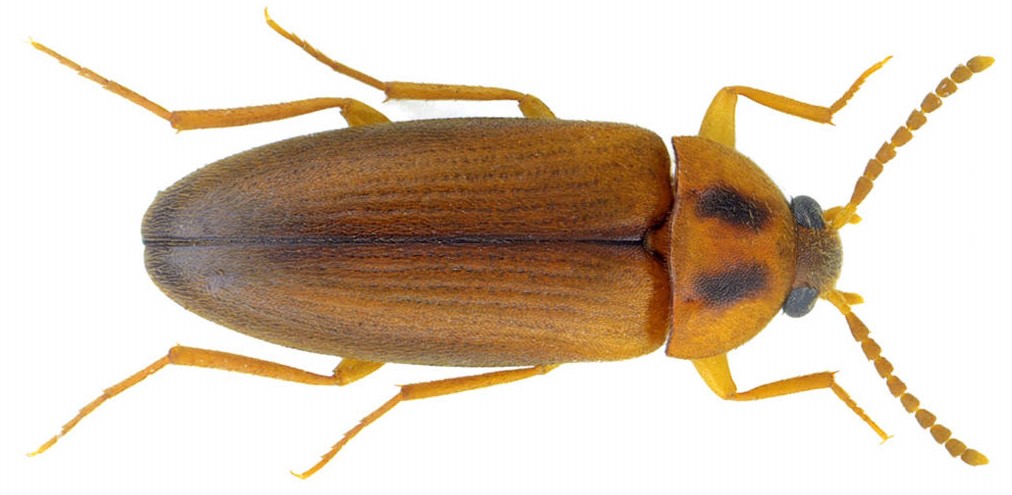 Hallomenus binotatus (Quensel, 1790)